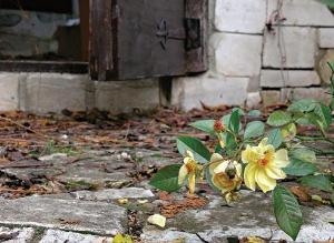 Выбор дорожного покрытия на садовом участке