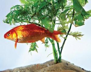 Огород на реке, река на кухне