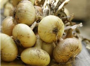 Лук без слез