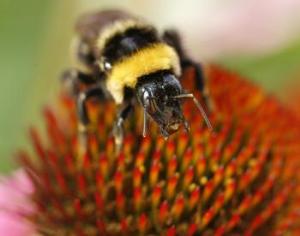 Британские шмели гибнут от родственных браков