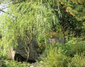 Кэмерон подарит деревья покупателям лицензионного "Аватара"