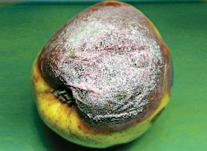 Сизая и розовая плесневидные гнили
