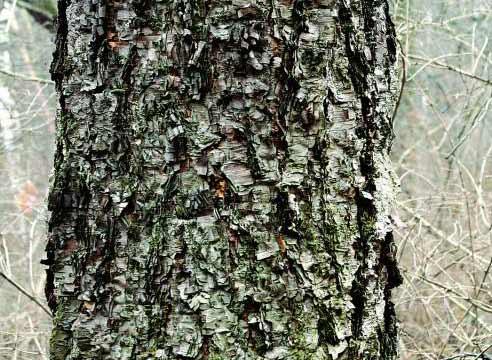 Береза даурская (Betula daurica)