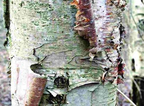 Береза маньчжурская (Betula mandshurica)