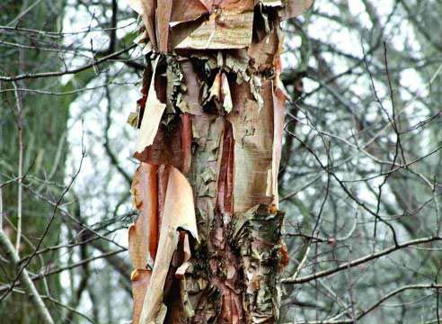 Береза черная (Betula nigra)