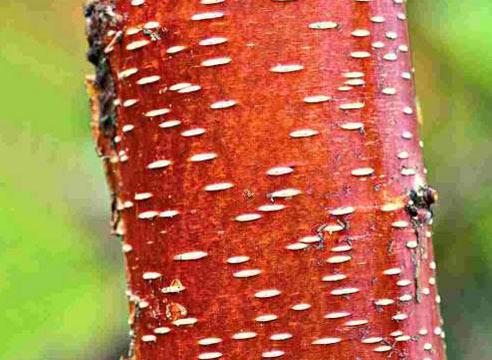 Береза бумажная (Betula papyrifera)