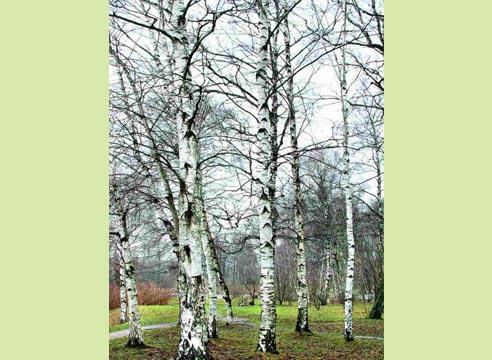 Береза пушистая (Betula pubescens)