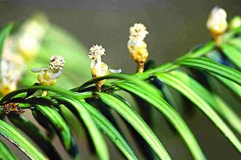 Тисс остроконечный, Taxus cuspidata