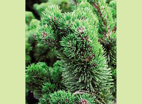 Сосна горная Якобсен, Pinus mugo Jacobsen