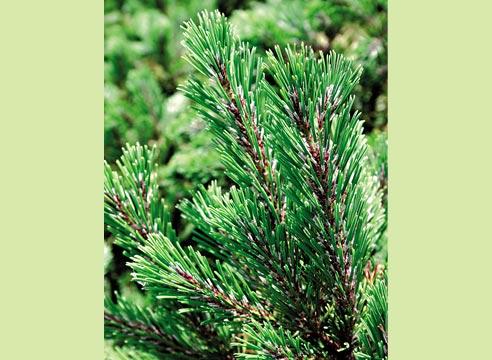 Сосна горная Винтерголд, Pinus mugo Wintergold