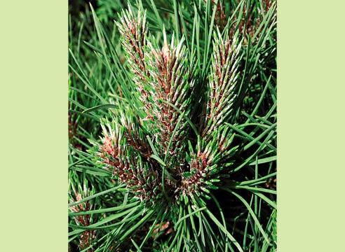 Сосна черная Хорнибрукиана, Pinus nigra Hornibrook