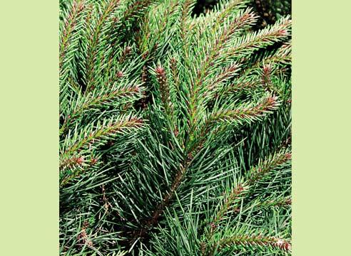 Сосна обыкновенная, Pinus silvestris Watereri