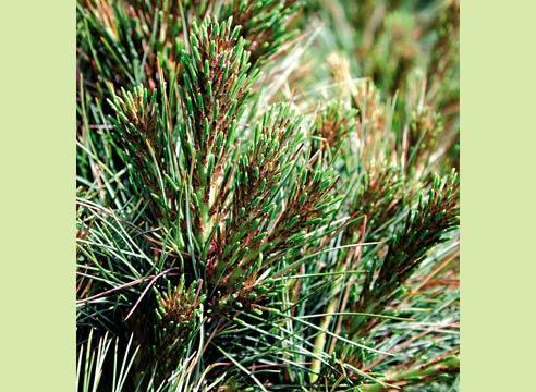 Cосна веймутова, Pinus strobus Radiata