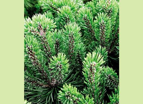 Cосна горная Мопс, Pinus mugo Mops