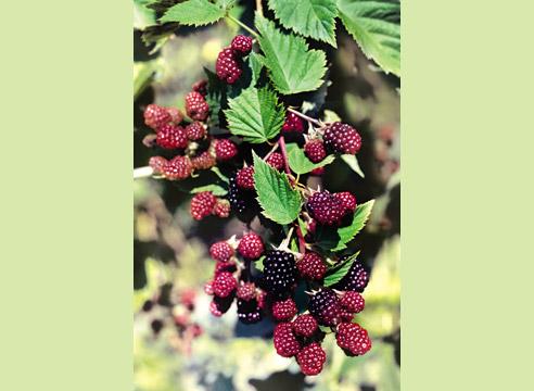 Ежевика, Rubus, плодоносящий побег с ягодами