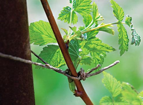 Ежевика, Rubus, новый побег