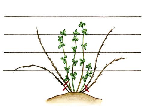 Ежевика, Rubus, схема обрезки отплодоносивших вето