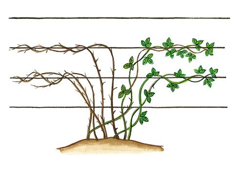 Ежевика Посадка И Уход Фото