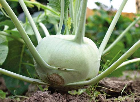 Кольраби, кочанчик на грядке, Brassica gongylodes