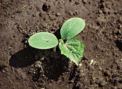 Огурец, сеянец, Cucumis