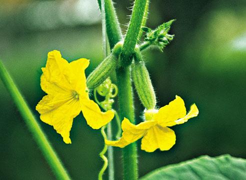 Огурец, цветок, Cucumis