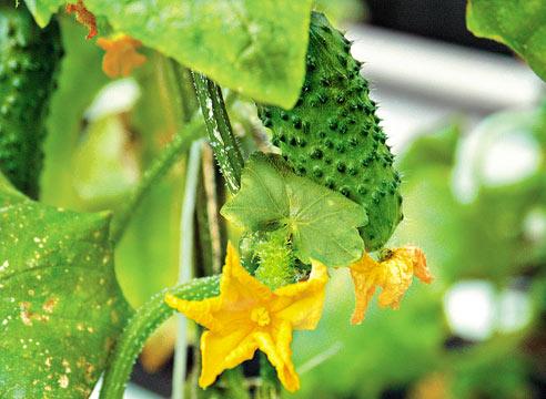 Огурец, цветы и завязи, Cucumis