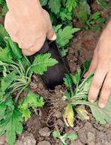 Хризантема, деление куста