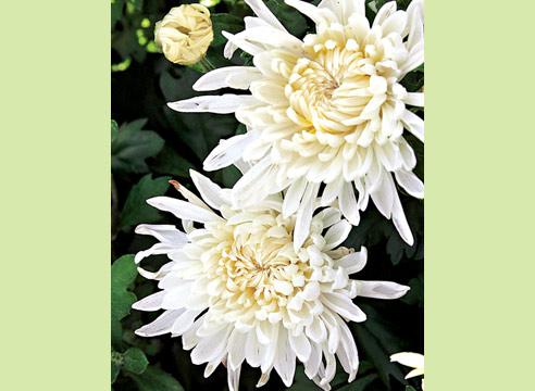 Хризантема сорта Белая Корейская