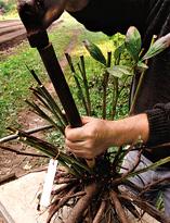 Пион, деление старого куста на две части