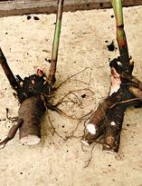 Пион, деленки, посадочные единицы