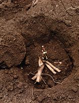 Пион, посадка деленок