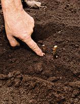 Пион, посадка деленок