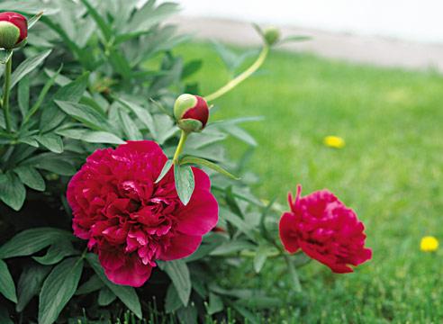 Пион, куст, цветы, Paeonia