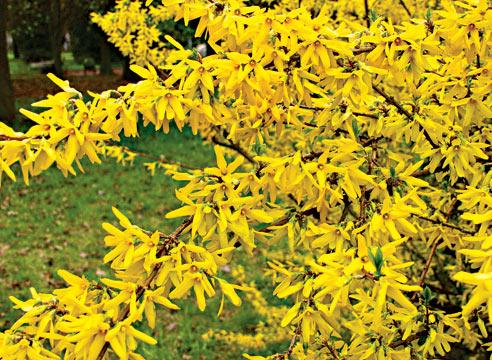 Форзиция, цветение, Forsythia 