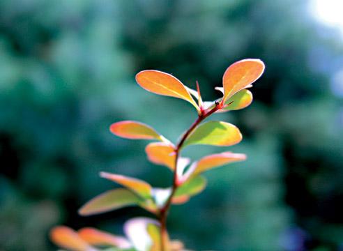 Барбарис, побег, Berberis vulgaris