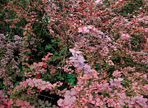 Барбарис, ветка, плоды, Berberis vulgaris