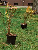 Барбарис, саженцы в контейнерах