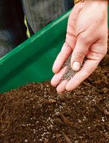 Барбарис, замачивание контейнера с саженцем, подго