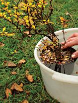 Внесение в почву суперфосфата