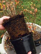 Извлечение саженца из горшка