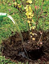 Барбарис, размещение саженца в посадочной яме