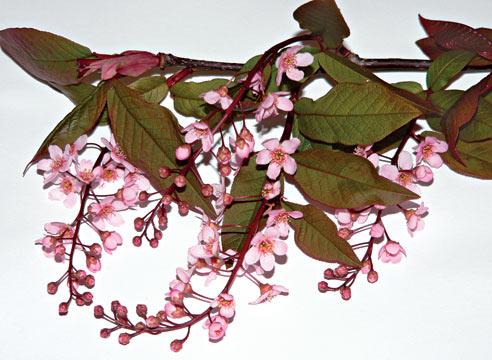Черемуха обыкновенная Colorata, Padus racemosa Col
