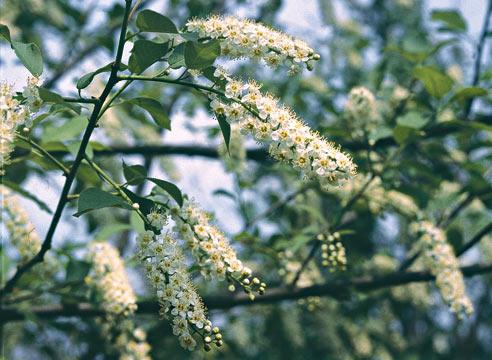 Виды Черемухи Фото С Названиями