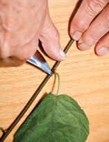 Актинидия, срезка листьев для укоренения