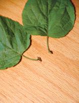 Актинидия, листья, подготовленные для укоренения