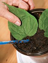 Актинидия, посадка листьев на укоренение