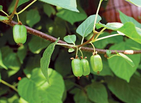 Актинидия коломикта, плоды, Actinidia colomicta