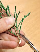 Можжевельник, удаление хвои с нижней части черенка