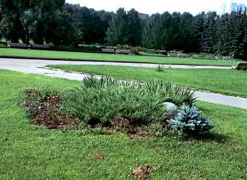 Можжевельник казацкий Тамарисцифолия, Juniperus sa