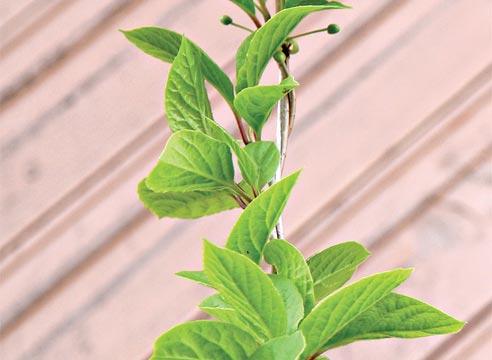 Лимонник, лиана, Schizandra chinensis